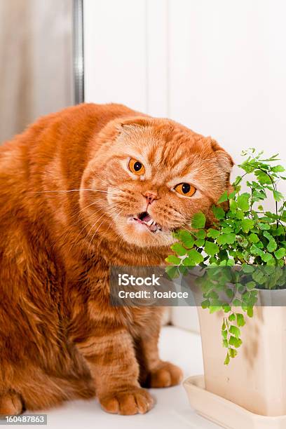 Шотландская Вислоухая Кошка — стоковые фотографии и другие картинки Домашняя кошка - Домашняя кошка, Комнатное растение, Белый