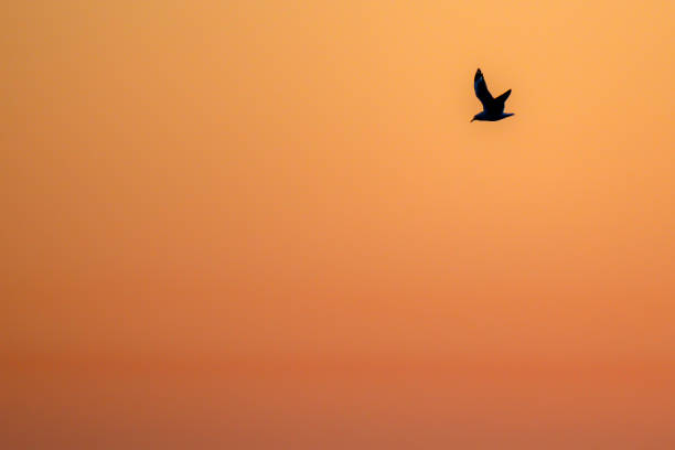 istock Bird silhouette in the orange sunrise sky - backgrounds 1604881003