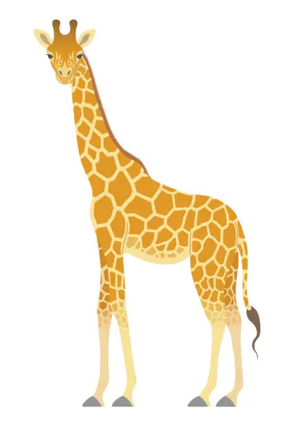 Vector illustration of The giraffe isolated on white background