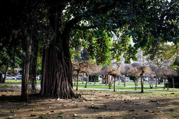 Big And Small Symmetrical Trees In The Park