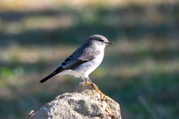istock Little Jacky Winter bird 1604886447