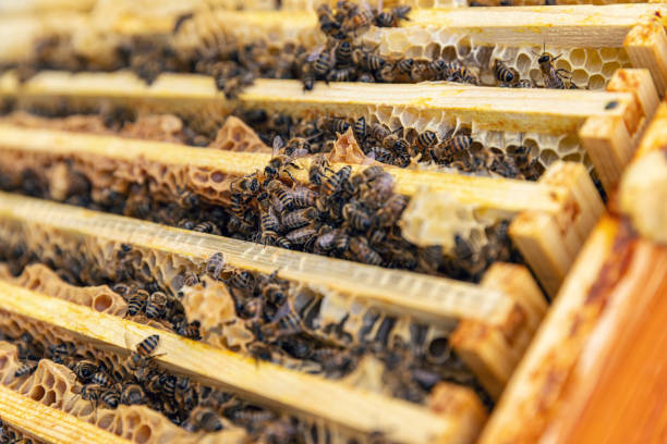 istock Close up view of the opened hive 1604890656