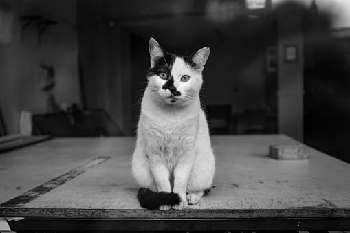 Portrait of cat peeking over table in black and white