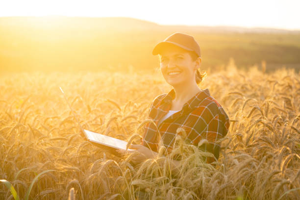 istock Farmer working with laptop on wheat field 1604897917