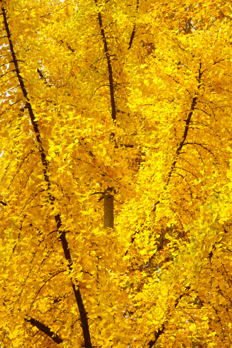 Peak Fall Foliage - Close-up of a tree with intense fall colors.