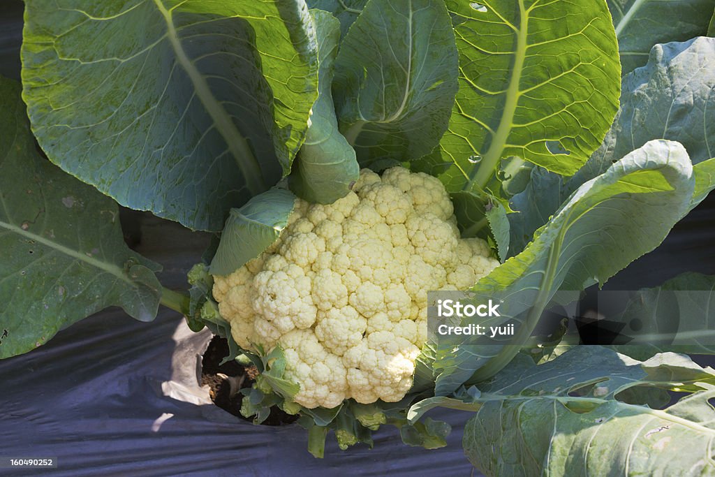 Couve-flor e legumes frescos no jardim. - Foto de stock de Agricultura royalty-free