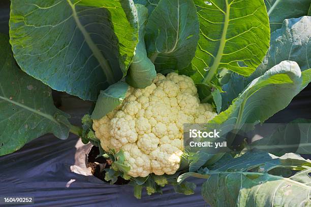 Frescos Couveflor No Jardim Vegetais - Fotografias de stock e mais imagens de Agricultura - Agricultura, Ao Ar Livre, Comida