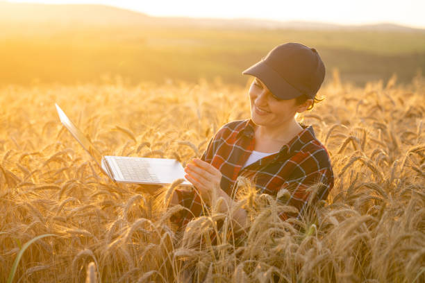 istock Farmer working with laptop on wheat field 1604906584