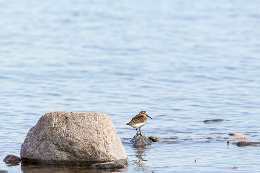 Dunlin bird standing at a stone in the water