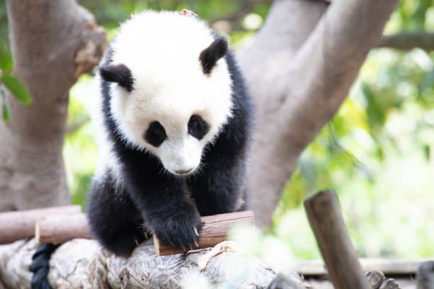 istock Close up Little Panda on the playground 1604911937
