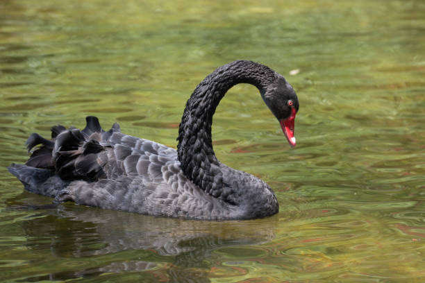 istock Beautiful black Swan floating  on  the lake 1604912476