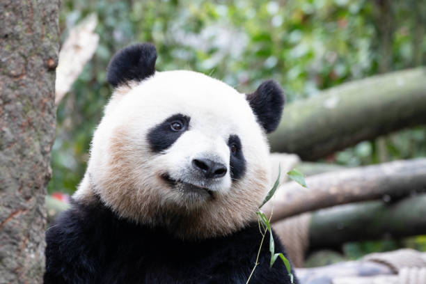 istock Cute Fluffy Panda in Chengdu Panda Base, China 1604913002