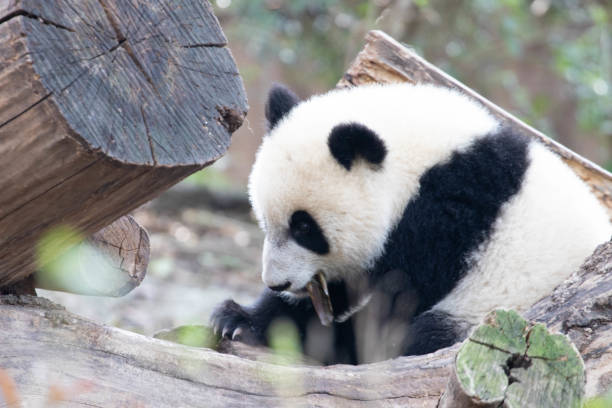 istock Close up Little Panda, Chengdu Panda Base 1604913022