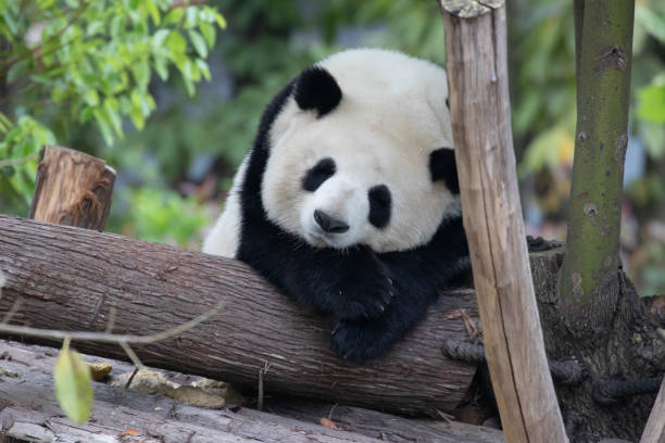 istock Cute Fluffy Panda in Chengdu Panda Base, China 1604913632