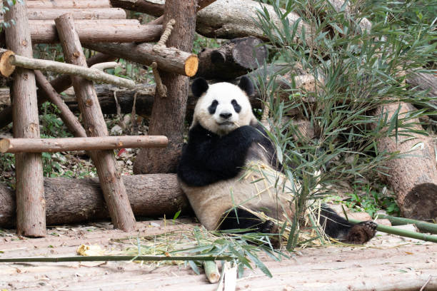 istock Close up Giant Panda in Chengdu Panda Base 1604914501