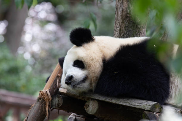 istock Close up Giant Panda in Chengdu Panda Base 1604914674