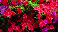 istock Blooming azaleas, red and purple flowers in summer in the park 1604916876