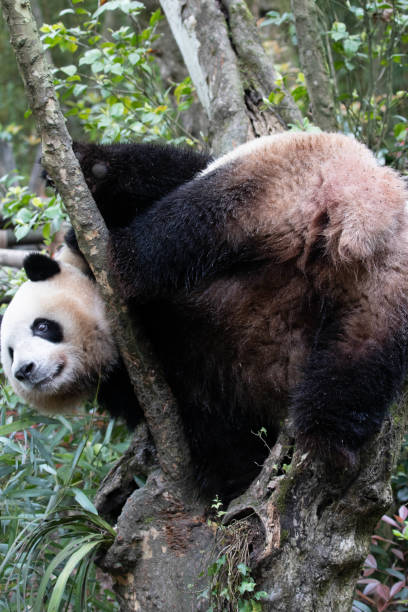 istock Panda in Panda valley, Mei Lan aka Rou Rou, China 1604917452