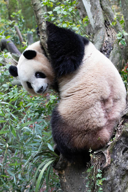 istock Panda in Panda valley, Mei Lan aka Rou Rou, China 1604917453