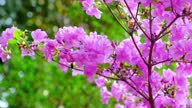 istock Blooming pink azalea, relaxing video for music, flowers swaying in the wind. 1604919621