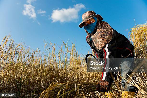 Photo libre de droit de Travail Dur Riz Farmer banque d'images et plus d'images libres de droit de Adulte - Adulte, Adulte d'âge mûr, Agriculteur