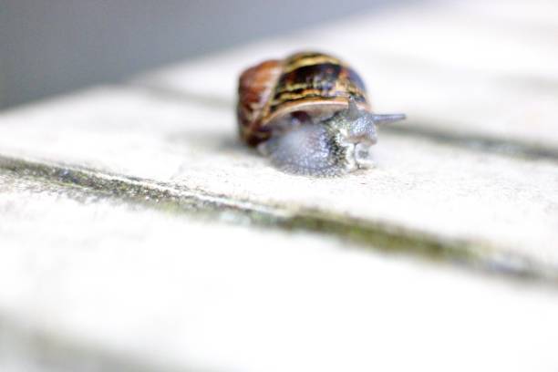 Snail crawling on the stone