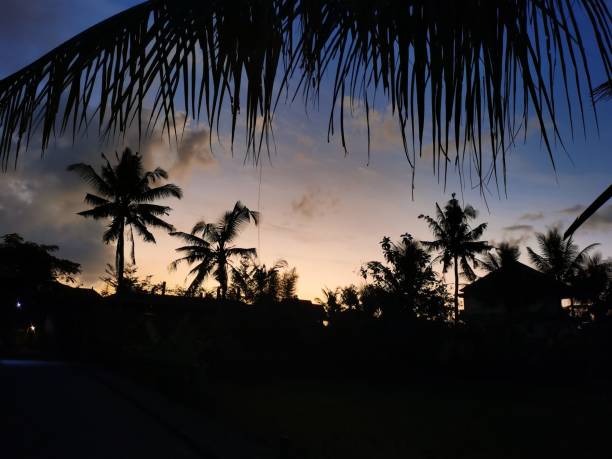 istock Palm trees silhouetted against a vivid sapphire sky at sunset. 1604923283