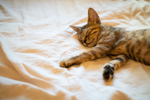 Cute young domestic bicolor orange and white cat sleeps relaxed and happy on soft blanket on bed. Happy relaxed or lazy sleeping cats concept. Close up, selective focus, copy space