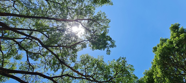 Looking up a Blue sky in Forest opening