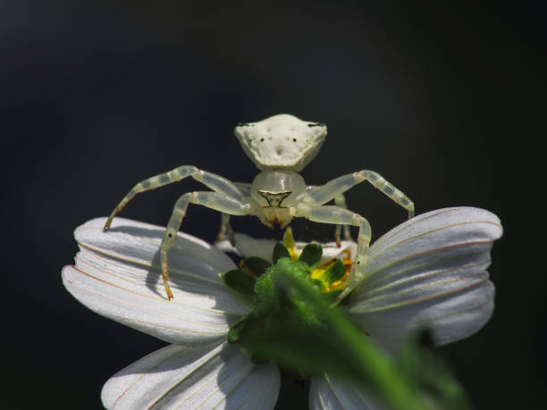 istock White Crab spider hunting for insects on daisy flower 1604929943