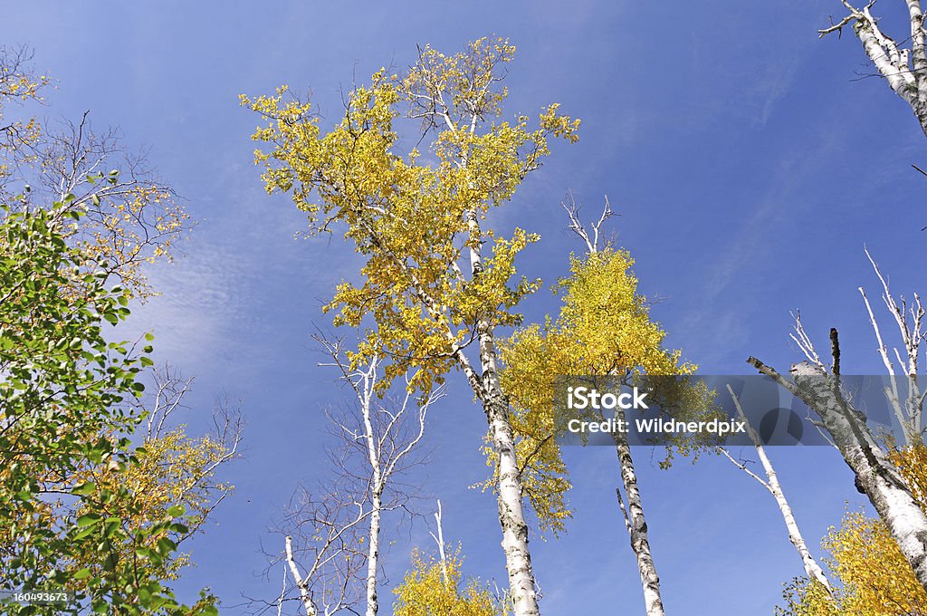 자작나무 in 가을맞이 색상 대비 스카이 - 로열티 프리 0명 스톡 사진