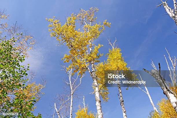 Bétula No Outono Cores Contra O Céu - Fotografias de stock e mais imagens de Amarelo - Amarelo, Ao Ar Livre, Azul