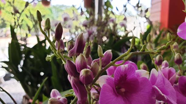 istock Beautiful flowers 1604940381