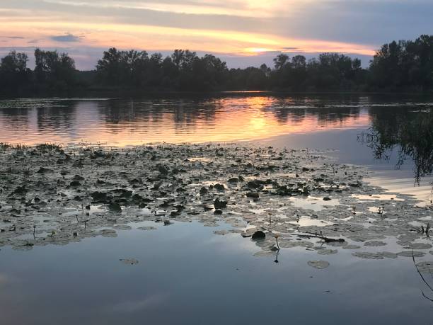 istock Lotus flowers in Dnipro river 1604940411