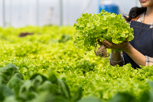 Asian woman grows green oak lettuce in a greenhouse using organic hydroponic system.Woman checking before harvesting.