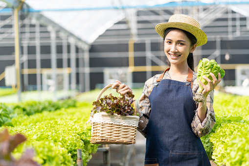 Asian woman grows green oak lettuce in a greenhouse using organic hydroponic system.Woman checking before harvesting.