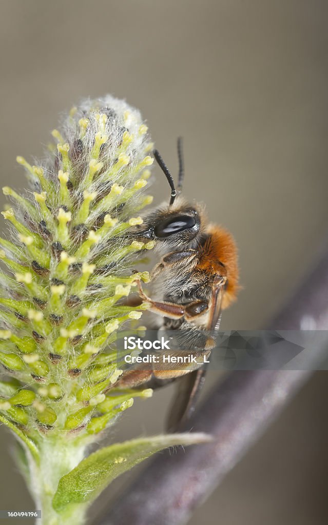 Início da exploração mineira abelha, Andrena haemorrhoa alimentação Salgueiro em Desabrochando - Royalty-free Abelha Foto de stock