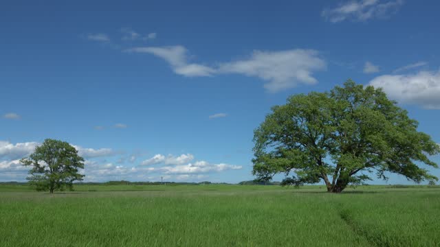 Fresh green Japanese elm tree against the blue sky in Toyokoro-town, Hokkaido.