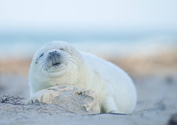 dziecko z szary seal (foka szara halichoerus grypus) - grypus zdjęcia i obrazy z banku zdjęć