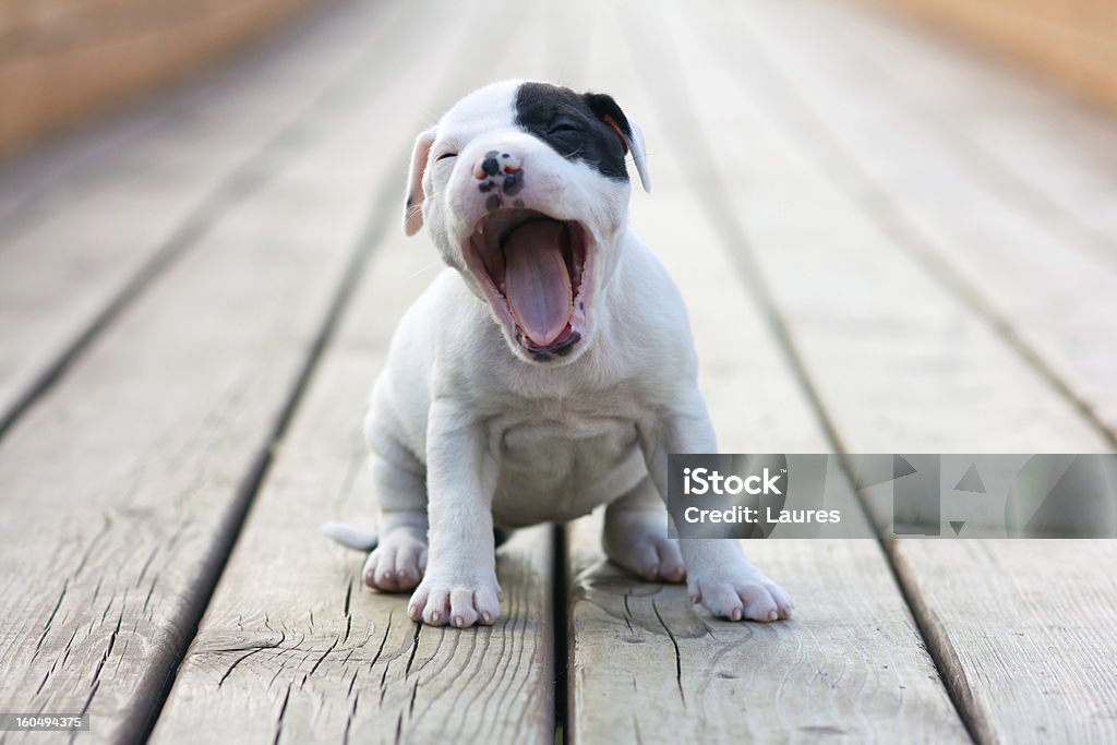 American Staffordshire terrier puppy American Staffordshire terrier puppy yawns sitting on wooden boards Yawning Stock Photo