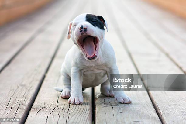 American Staffordshire Terrier Puppy Stock Photo - Download Image Now - Yawning, Puppy, Dog