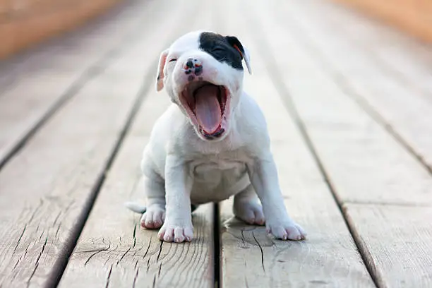 American Staffordshire terrier puppy yawns sitting on wooden boards