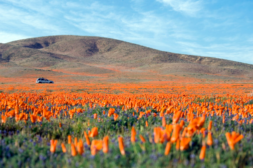 Spring Wildflowers on Southern California Poppy Reserve.