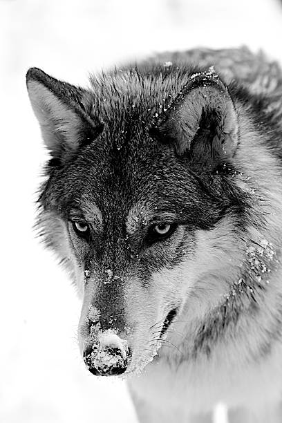 Minnesota Gray wolf in the snow