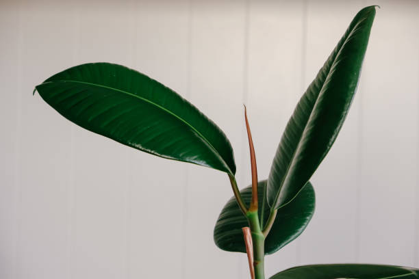 istock Home plant ficus on a light background with empty copy space for text. Green rubber fit plant 1604954247