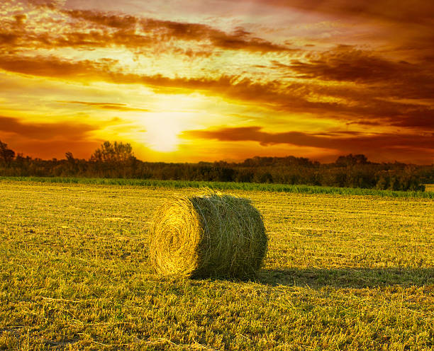 istock Hay Bale on the field at sunset 160495537