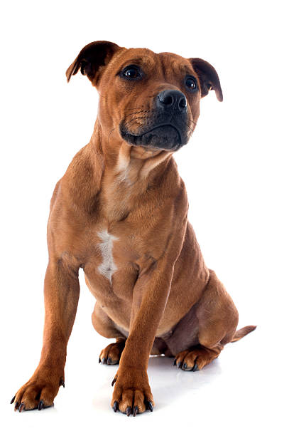 istock staffordshire bull terrier 160496237