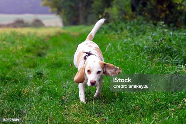 Beagle Laufen Auf Führen Sie Im Feld Stockfoto und mehr Bilder von Aktivitäten und Sport - Aktivitäten und Sport, Beagle, Bewegung