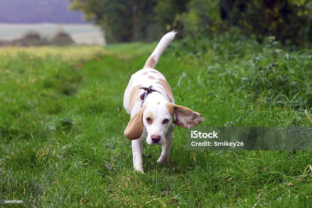 beagle corriendo en el campo de cable - Foto de stock de Actividad libre de derechos