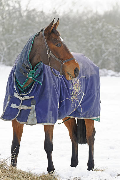 istock Thoroughbred Horse Eating Hay in Snow 160497750